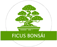 Ficus Bonsai